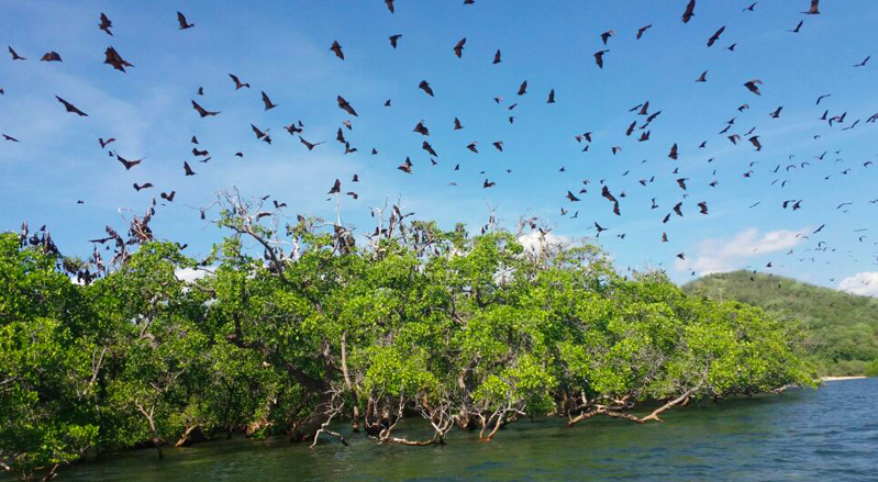Pulau Kalong