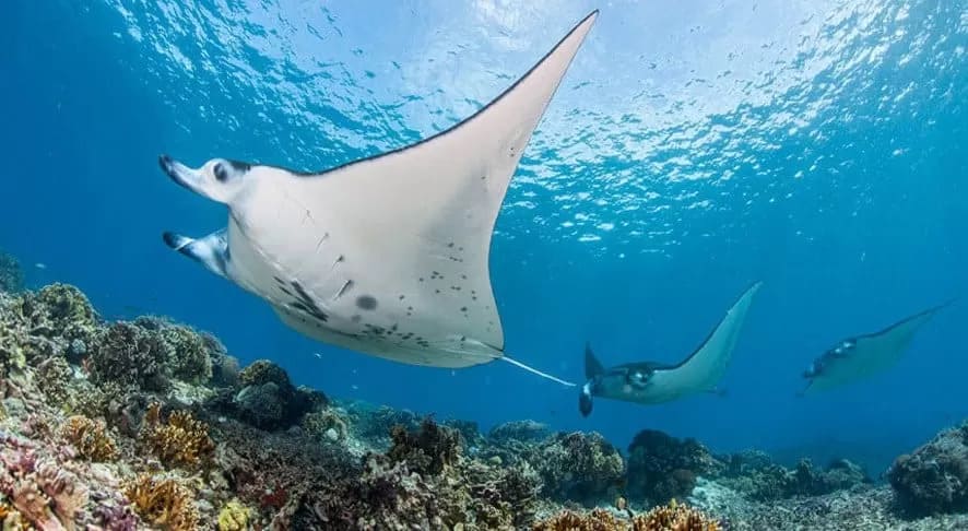 Manta Point